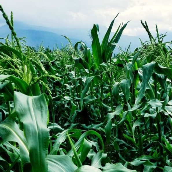 7 Reasons To Eat Corn