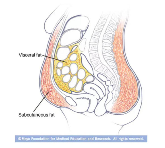 BELLY FAT ~ THE REALITY